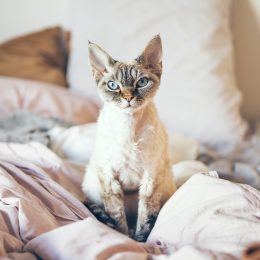 A Devon Rex cat sitting on a bed