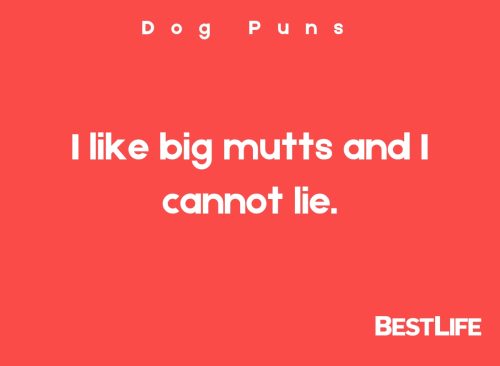 I like big mutts and I cannot lie.