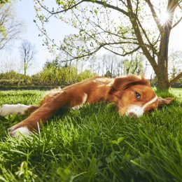 Springtime on the garden. Cute dog (Nova Scotia Duck Tolling Retriever) resting under tree on the garden during sunset.