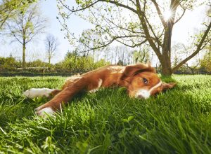 Springtime on the garden. Cute dog (Nova Scotia Duck Tolling Retriever) resting under tree on the garden during sunset.