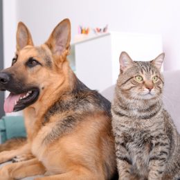 dog and cat sitting next to each other on a couch