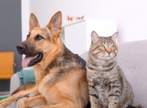 dog and cat sitting next to each other on a couch