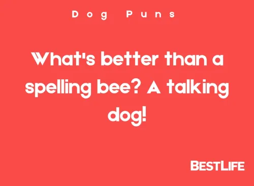 What's better than a spelling bee? A talking dog.