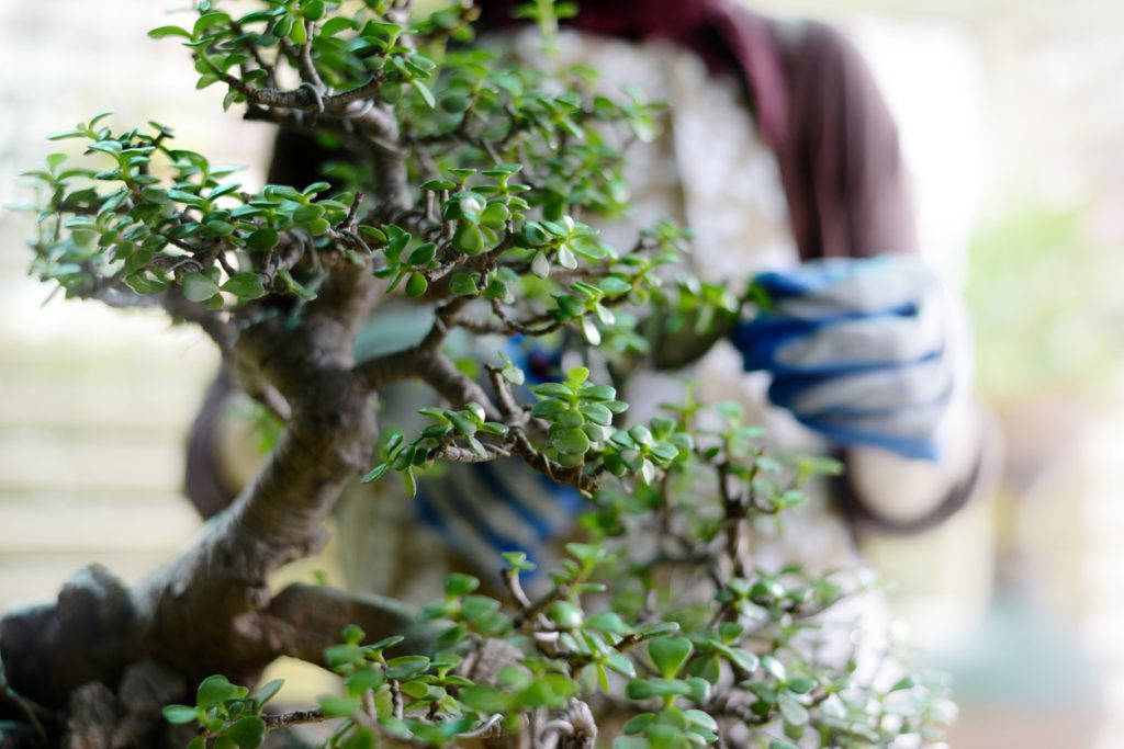 A close up of a gardener working on a bonsai tree