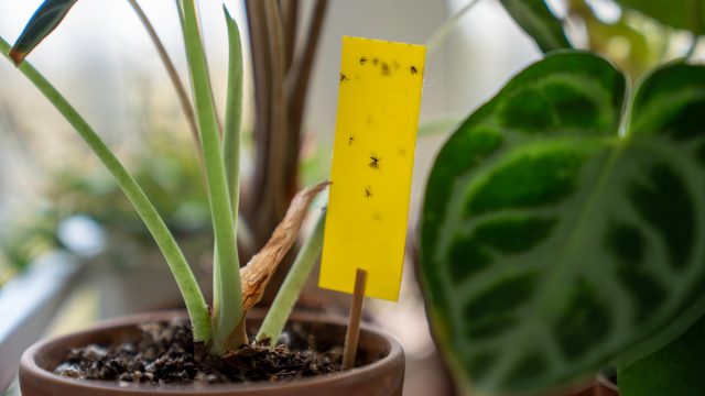 Fungus gnats stuck on yellow sticky trap closeup. Non-toxic flypaper for Sciaridae insect pests around Alocasia houseplant at home garden. Eco plant pest control indoor.