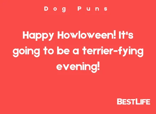 Happy Howloween! It's going to be a terrier-fying evening!