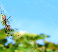 closeup of a joro spider on its web on a sunny day