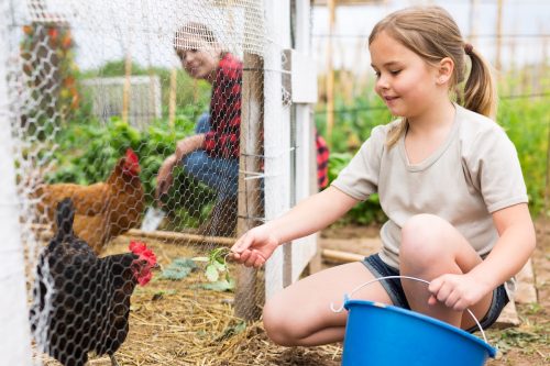 Mom and her daughter feed chickens in chicken coop in the backyard