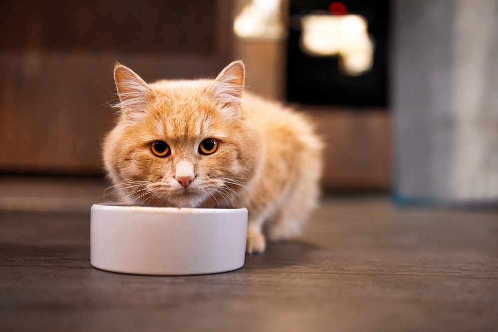 An orange cat eating from its food bowl