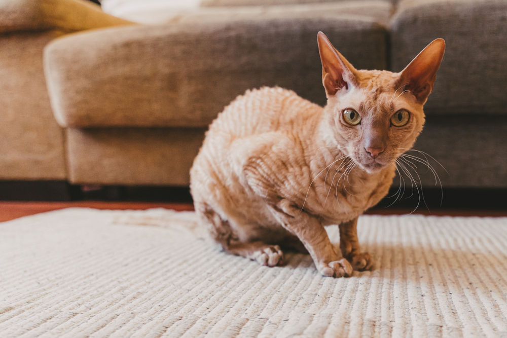 A Peterbald cat sitting on the floor