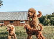 standard and toy poodle are played. training of thoroughbred dogs.