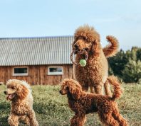 standard and toy poodle are played. training of thoroughbred dogs.