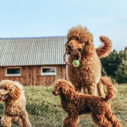 standard and toy poodle are played. training of thoroughbred dogs.