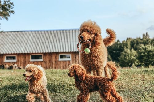 standard and toy poodle are played. training of thoroughbred dogs.