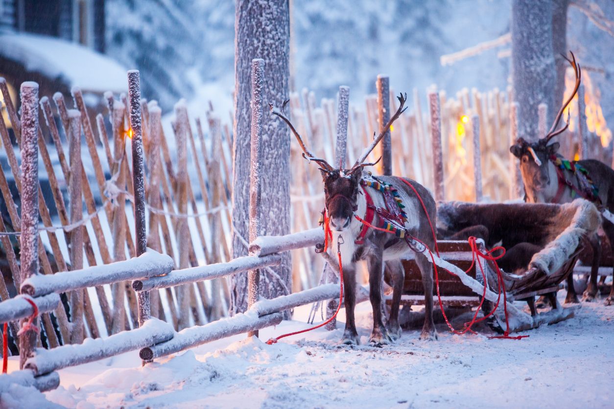 Reindeer attached to sleighs next to a snowy fence in Rovaniemi, Finland