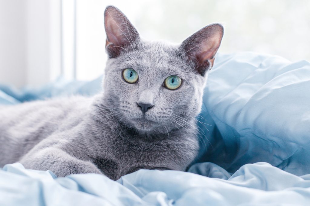 A Russian Blue cat sitting on a blanket near a window