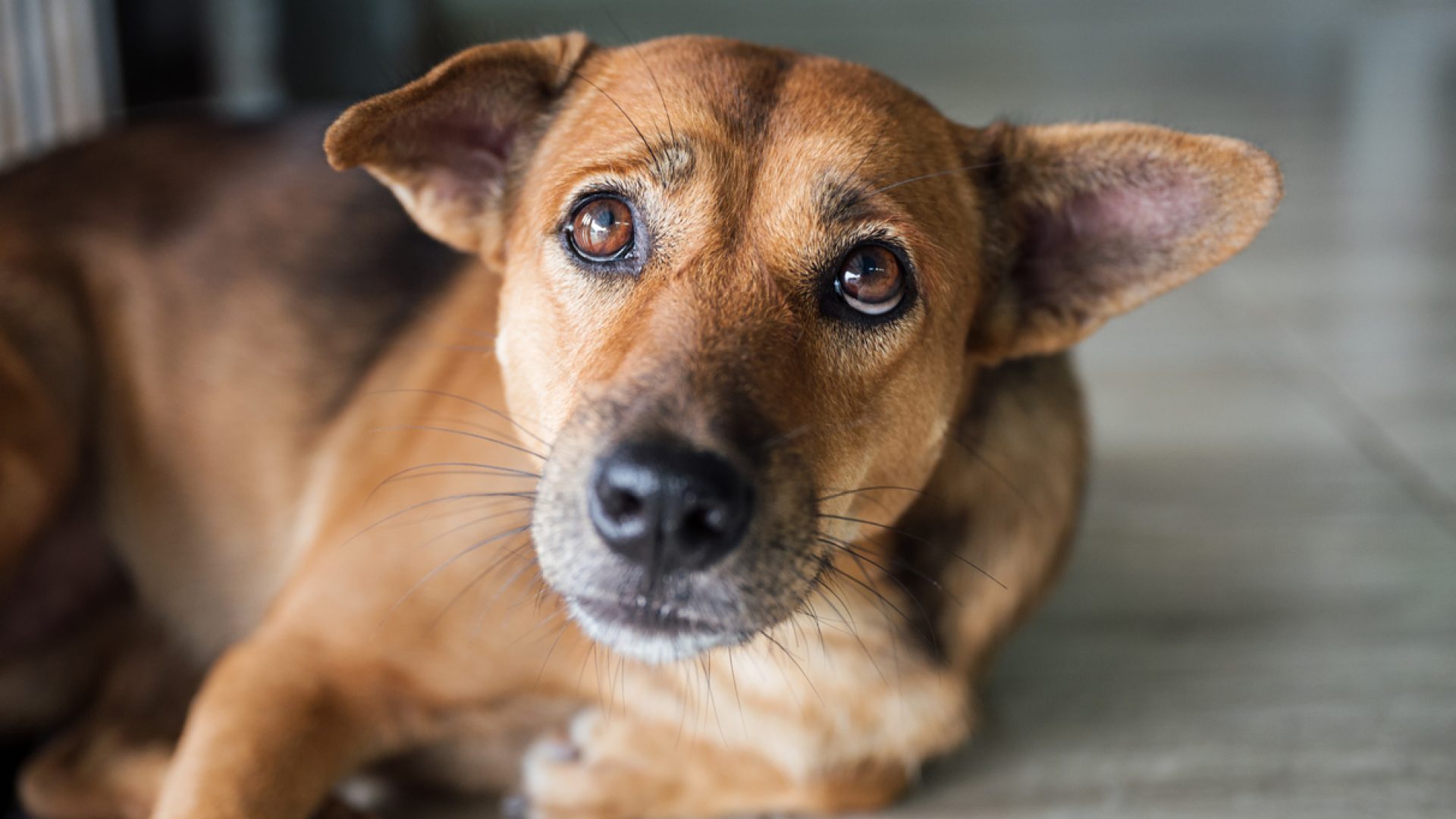 Why Is My Dog Shaking? Veterinarians Weigh In — Best Life