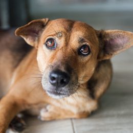 A close up of a dog lying on the floor looking sad