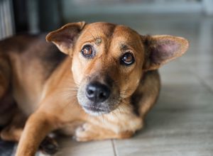 A close up of a dog lying on the floor looking sad