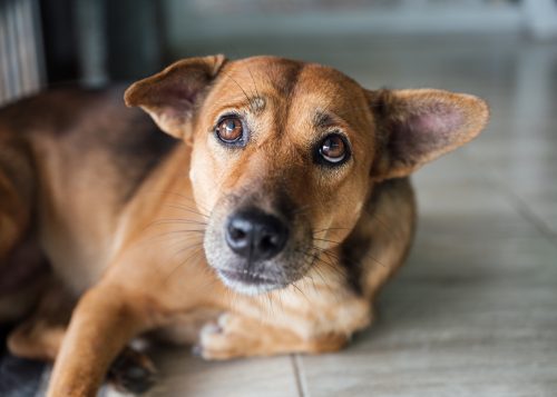 A close up of a dog lying on the floor looking sad