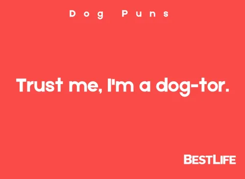 Trust me, I'm a dog-tor.