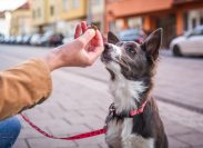 dog owner holding treat