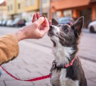 dog owner holding treat
