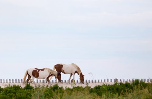 wild chincoteague ponies