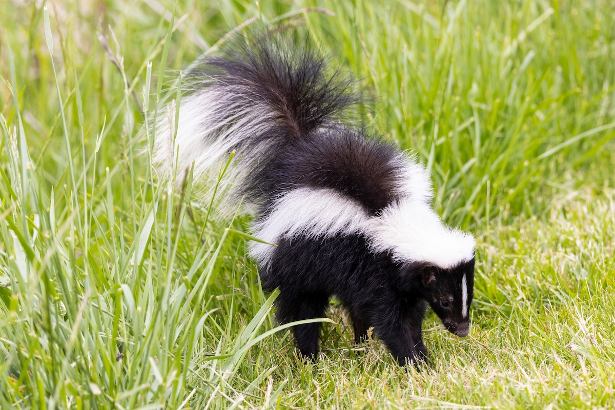 Striped skunk in grass