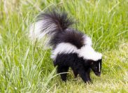 Striped skunk in grass