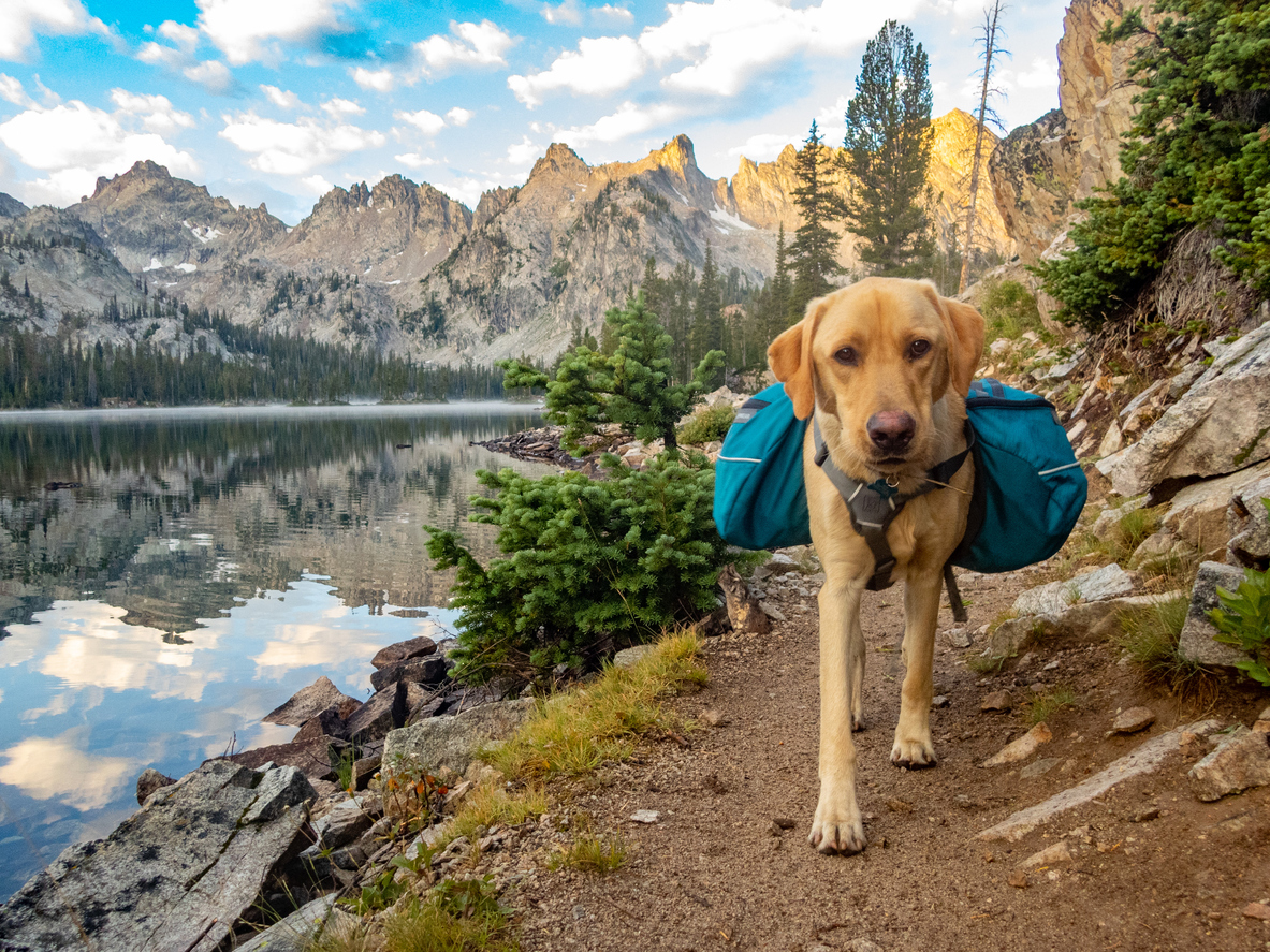 A dog backpacking in a National Park.