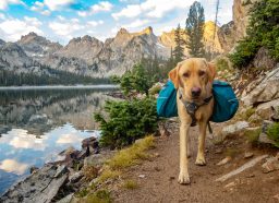 A dog backpacking in a National Park.