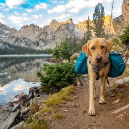 A dog backpacking in a National Park.