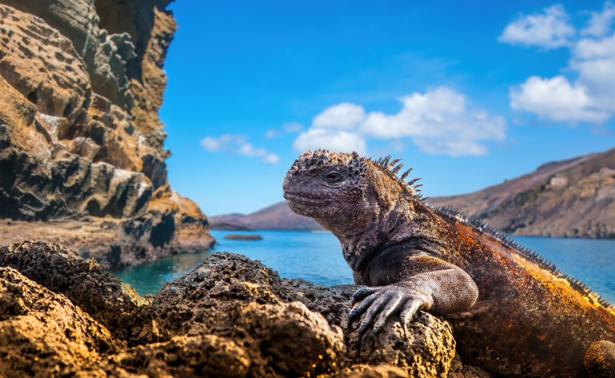 Animals of the Galapagos Islands