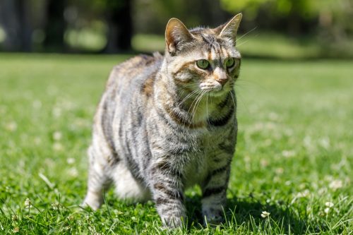 American Bobtail Cat standing on Grass in Northern California.