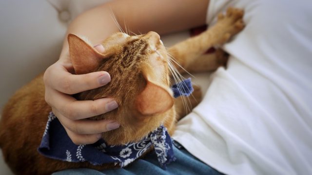 human's hand petting an adorable orange cat who wearing fashion fabric collar and kneading owner body back by front paw.