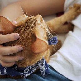 human's hand petting an adorable orange cat who wearing fashion fabric collar and kneading owner body back by front paw.