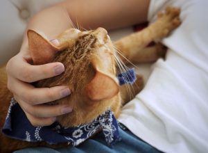 human's hand petting an adorable orange cat who wearing fashion fabric collar and kneading owner body back by front paw.