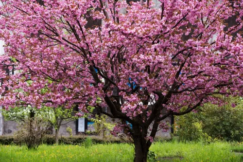 a gorgeous cherry tree in full bloom with its pink flowers, the deep pink flowers of a gorgeous cherry tree