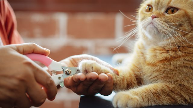 A close up of a person trimming a cat's nails
