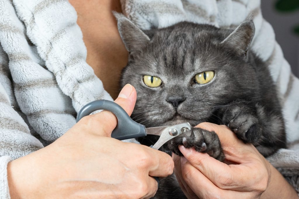 A close up of an owner trimming a cats nails