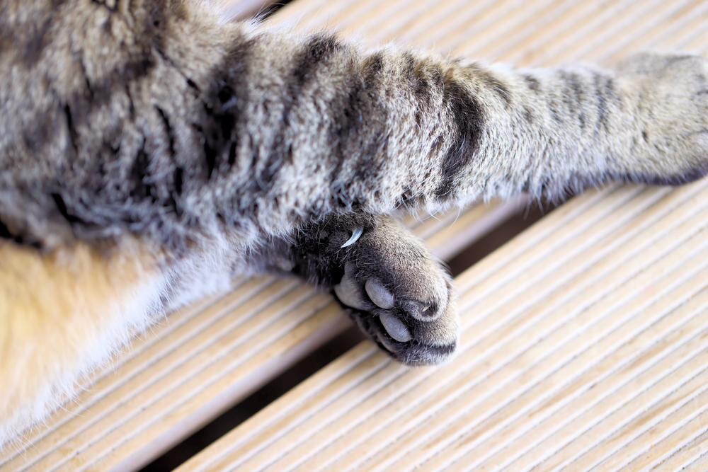 A close up of a domestic cat's dewclaw