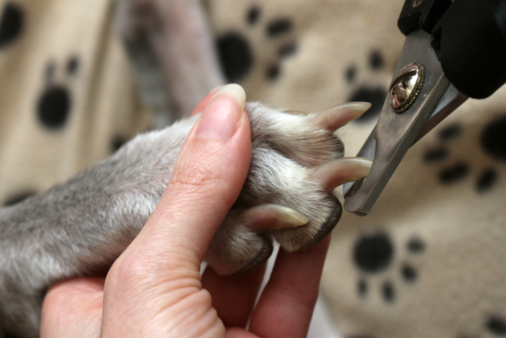A close up of a dog's paw having the nails clipped