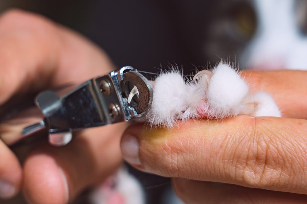 A closeup of a pair of clippers trimming a cat's claws