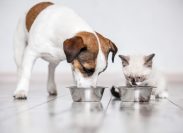 Gray little cat and dog eating together from bowls indoors. Kitten and puppy at home. Fluffy friends