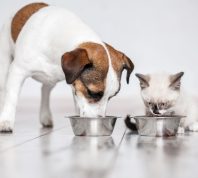 Gray little cat and dog eating together from bowls indoors. Kitten and puppy at home. Fluffy friends