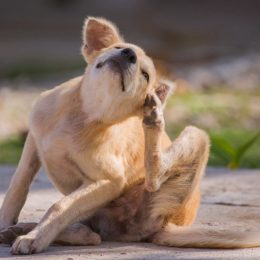 Dog scratching itself