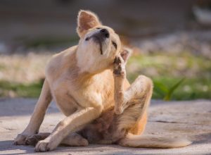 Dog scratching itself