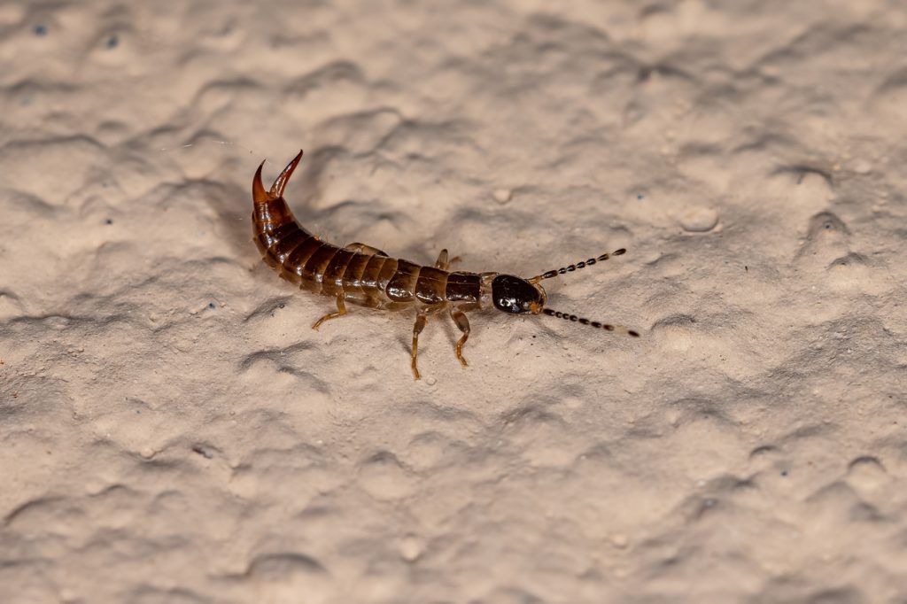 Close up of an earwig on the ground with its tail up