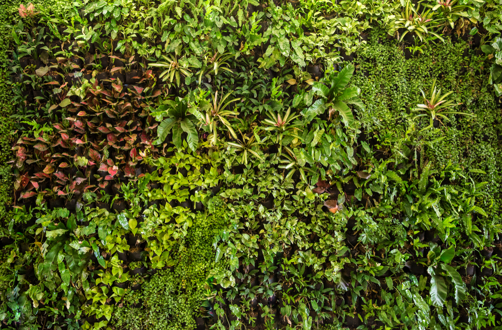 A green living plant wall
